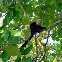 White-faced capuchin monkey above us